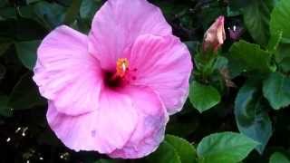 Hibiscus dances