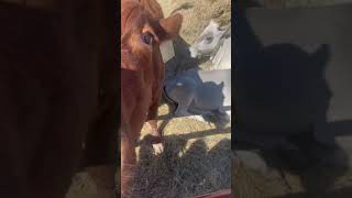 Cows taking a nap #cow #animals