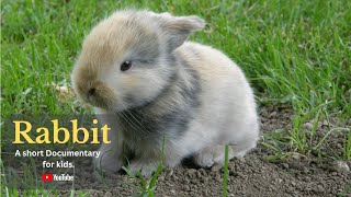 Rabbit - A short Documentary for Kids  | All About Rabbit for Kids: Dolphins for Kids