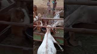 Message to goats farmer #goat farming #foryou #earningmoney #foryou #motivationalvideo #goats