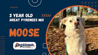 Great Pyrenees Mix, 3 y/o, “Moose” | Incredible Mix Breed Obedience Training, Spokane WA | Off Leash