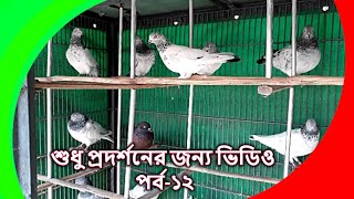 just for show video | শুধু প্রদর্শনের জন্য ভিডিও | pigeon video | kobutor palon bangladesh | PART-12