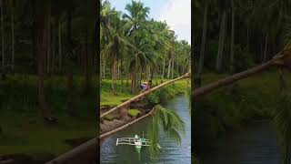 Coconut trees in Philippines #travel #fpv #drone #coconut #tree #lake #river