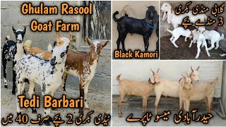 40 ki Tedi Bakri 2 Bacho k sat. Barbari Printed Bakray. Ghulam Rasool Goat Farm. Gulabi Kamori mandi