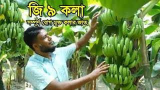 জি ৯ কলার জাত (সম্পূর্ণ রোগ মুক্ত কলার জাত) - G9 banana variety - Around of bengal