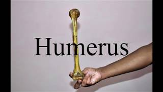 Humerus bone anatomical features simplified! anatomical position and side determination