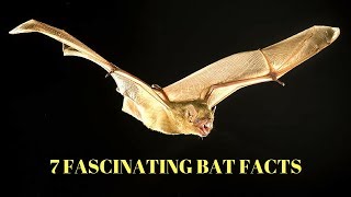 7 FASCINATING BAT FACTS