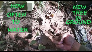 How often To Water New Tree In Ground | The Finger Method