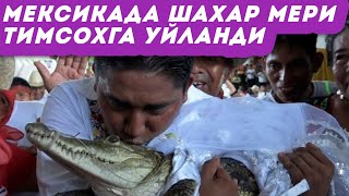 Мексикада шаҳар мэри тимсоҳга уйланди