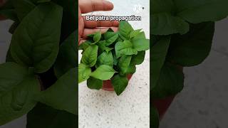 Bel Patra plant propagation from seeds#grow Bel Patra from seeds#plant propagation#shorts