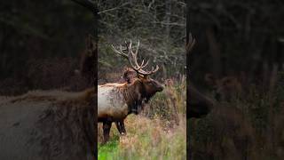 I had just given up finding a bull Roosevelt Elk until they suddenly appeared from the tree line 🥹