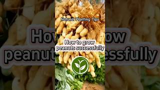 How to grow peanut successfully #plants #shortvideo #youtubeshorts #garden #viralvideo #video