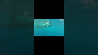 Best Whale Shark Video Ever 2 #shorts