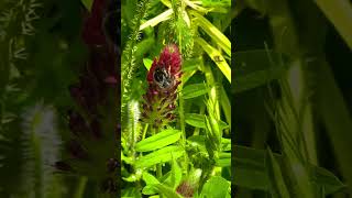 Bumblebee on 🍀 Crimson Clover flower 🌸  #nature