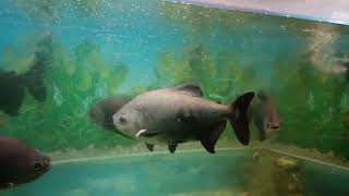 Aquarium Tour at Kolkata Zoo: INSANE Fish Tank Madness! #shortsfeed #shorts #fishtank #trending #zoo