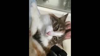 Purrrrrrr #asmr #cat #satisfying #shorts