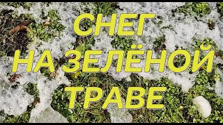 Снег на зелёной траве