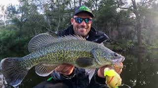 Murray Cod Kayak fishing. Swimbaits are getting choked!