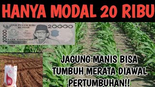 BEGINI CARA AGAR JAGUNG MANIS TUMBUH SERAGAM & MERATA#jagungmanis #jagunghibrida#jagung#pupukjagung#