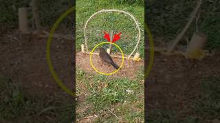 Pigeon trap | Creative amazing bird trap | bird trap | part 1| pora video #shorts