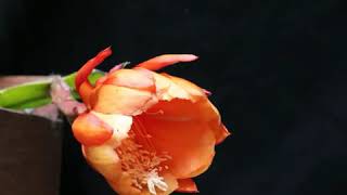 epiphyllum “carnival” bloom time lapse