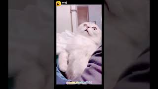 funny🤣😝😜 🐱cat