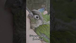 Fixing splay legs for Green cheek conure chick |#Shorts