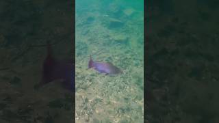 Release of a Yellow Bullhead in ultra clear water! #Catfish #Clearwater #shorts #underwater #release