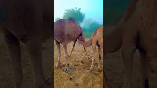 Camel baby milking his mother || in desert Thar || #thardesert #camels #camelbaby #animals #thar