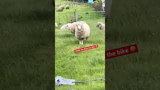 Had some audience today 🐑 #royalenfield #meteor350 #newzealand #viral #sheep #purenewzealand