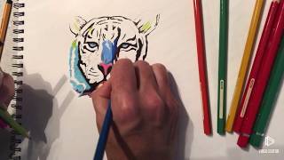 How to draw a tiger. This is a multi coloured abstract tiger in pencil crayon.