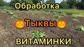 Прополка тыквы мотоблоком