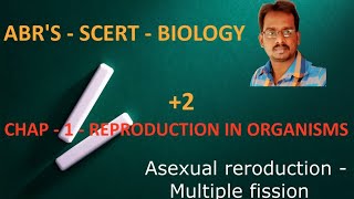 Asexual Reproduction   Multiple Fission