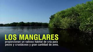 Avance en la recuperación del bosque de mangle Ciénaga Grande CORPAMAG  e INVEMAR