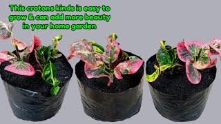 YOU SHOULD GROW THIS CROTONS AND ADD MORE BEAUTIFICATION IN YOUR HOME GARDEN, ITS VERY EASY