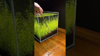 Adding rotala to my planted aquarium