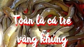 Tác ao bắt cá trê vàng lai    ở miền tâyl#HKT.TV#12