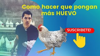 ¿Como puedo HACER que mis gallinas 🐓 PONGAN mas HUEVO?… #gallinablanca #chicken #farm