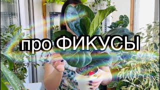 ФИКУСЫ через месяц | ОБЗОР | Моя коллекция