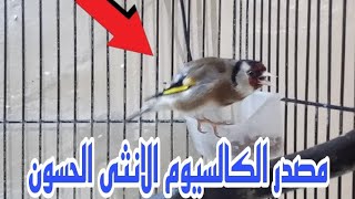 👈 فوائد و طريقة تقديم الكالسيوم الانثى الحسون للتجهيز و التزاوج. 👍