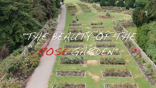 The Beauty of the Rose Garden