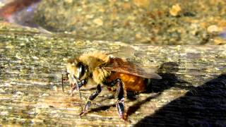 Honeybee Cleaning Herself