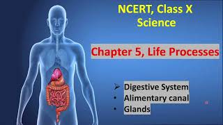 Class 10, Science, Chapter 5 - Life Processes- Part 4 | Nutrition in Human Beings | Digestive system