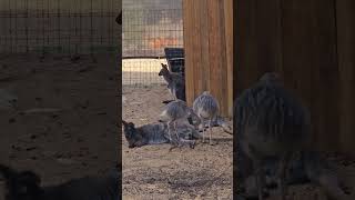 Emu and the Kangaroo