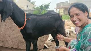 Goat milking by hands 🥰