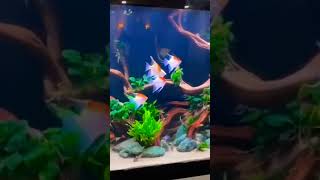 Amazing Planted Tank with Angelfish | #shorts