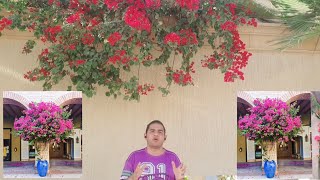 كيف تجعل زهور المجنونة تزهر عندك بغزاره طول الوقت. (Bougainvillea)