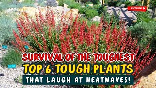 🏜️ SURVIVAL OF THE TOUGHEST: 6 TOUGH PLANTS THAT LAUGH AT HEATWAVES! 🌿🌻🌞