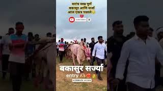 सरांच स्वप्न पुर्ण बकासुर आणि सर्जा आज एकत्र पळाले#sharyat#bailgadash #viral #shortsviral