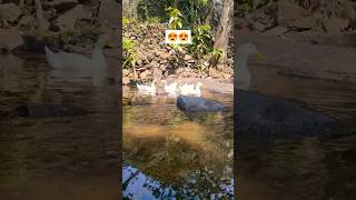 Ducks found at lake 😍 | Kerala #trendingshorts #shortsvideo #viral #kerala